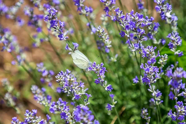 Borboleta Branca Bonita Sentada Flor Lavanda Sentindo Natureza Vista Horizontal — Fotografia de Stock