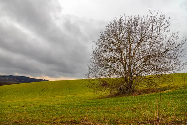 Oszałamiający Krajobraz Wielkiego Samotnego Drzewa Polu Chmurny Dzień — Zdjęcie stockowe