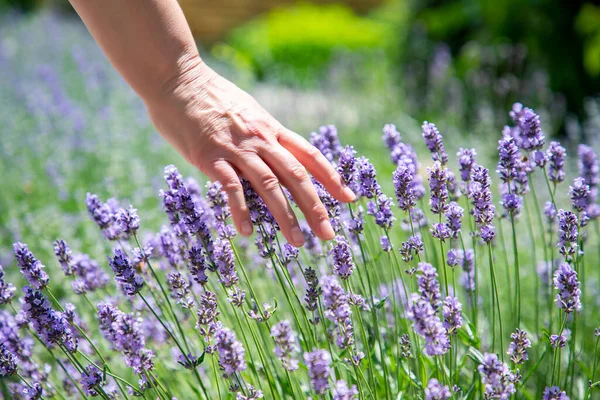 Woman Hand Touching Lavender Feeling Nature Horizontal View — Stock Photo, Image