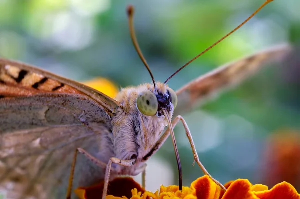 Erstaunliches Makro Eines Bunten Schmetterlings Auf Einer Blume Mit Verschwommenem — Stockfoto