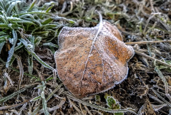 Beku Meninggalkan Rumput Taman Musim Dingin — Stok Foto