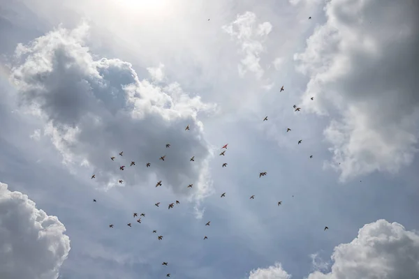 Bando Pássaros Voando Para Sul Contra Céu Nublado — Fotografia de Stock