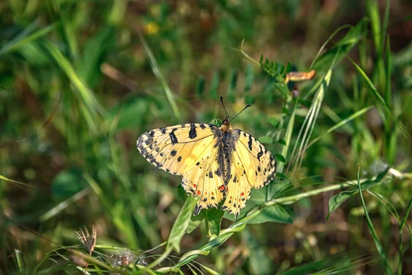 Erstaunlicher Schmetterling Thront Auf Grünem Gras — Stockfoto