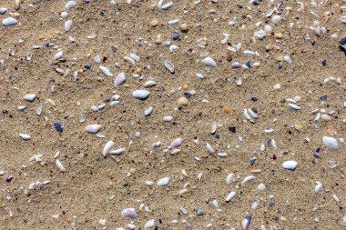 Arka plan olarak kullanılmak üzere kabuk parçaları ile doğal kum yüzeyi