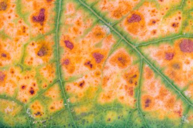 Sonbahar yaprağı yapısının ayrıntılı görünümü