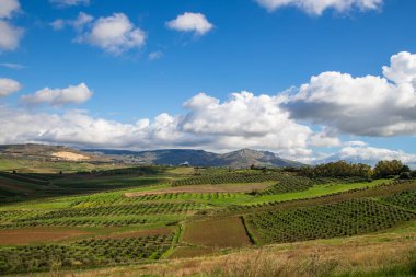 düzgünce düzenlenmiş tarlalar ve yuvarlanan tepeler boyunca uzanan zeytin ağaçlarının yer aldığı manzara
