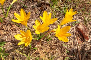 Vahşi Sarı Sternbergia Çiçek Grubu Ormanda Çiçek açıyor
