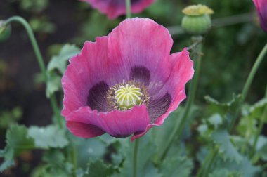 Bahçedeki pembe gelincik çiçeği