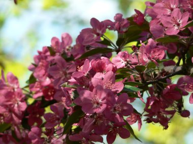 Bahçede elma ağacı Bahar çiçeği