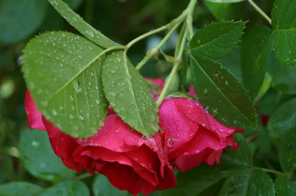 Rose flowers in the garden — Stock Photo, Image