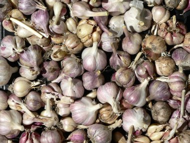 Sarımsak yığını. Arka plan 