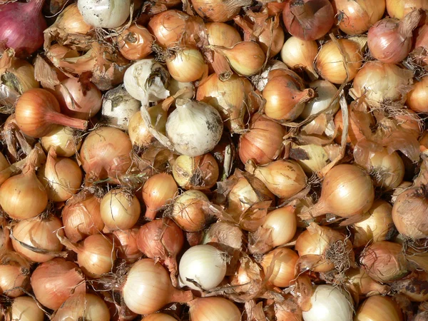 Montón de cebollas maduras crudas — Foto de Stock
