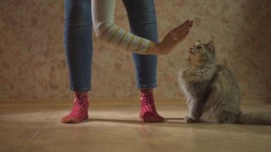 Eğitimli gri evcil kedi beşlik çakar gibi pençelerini