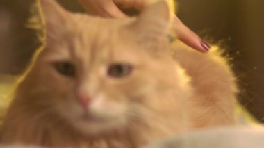 Kedi kıllı bir el tarafından dokunuluyor Vibriss yünü dokunduktan sonra kaçıyor..