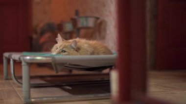 Kedi yatakta dinleniyor, onu terlikle cezalandırmak istiyorlar..