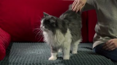 An excited female cat flips on the sofa during the heat, substituting and raising her butt