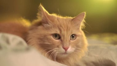 Şeftali kedisi gün batımında yatakta oturur, kenarlara bakar.