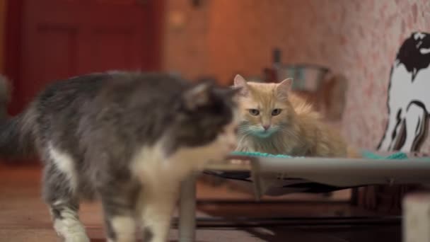 Zwei Katzen im Zimmer Eine von ihnen erkundet den Raum — Stockvideo
