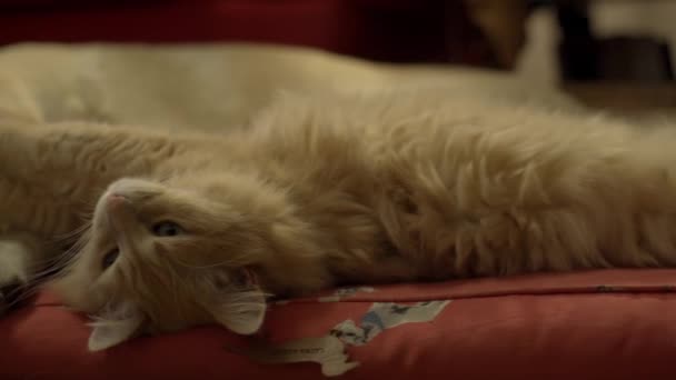 Il gatto giace sul materasso con il cane e si sdraia. — Video Stock