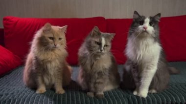 Üç kedi kanepede birlikte oturur, farklı yönlere bakarlar..