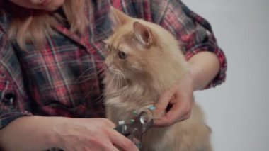 Pençe kesicili kadın elleri Tekir kedileri pençeleri