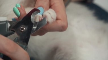 Pençeli kadın elleri Kedi pençelerini keser