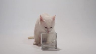 Beyaz kedi ağır çekimde şeffaf bir kaseden su içiyor.
