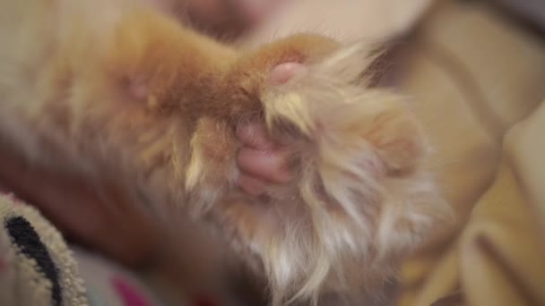 Кішки таббі лапи крихти крупним планом — стокове відео