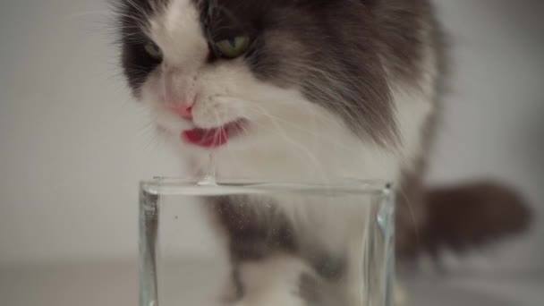 Magpies cat drinking water from a transparent bowl in slow motion — Stock Video