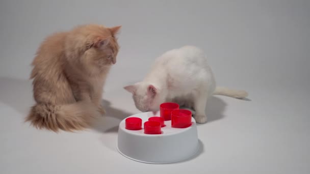 Dos gatos comiendo de un juguete alimentador inteligente — Vídeo de stock