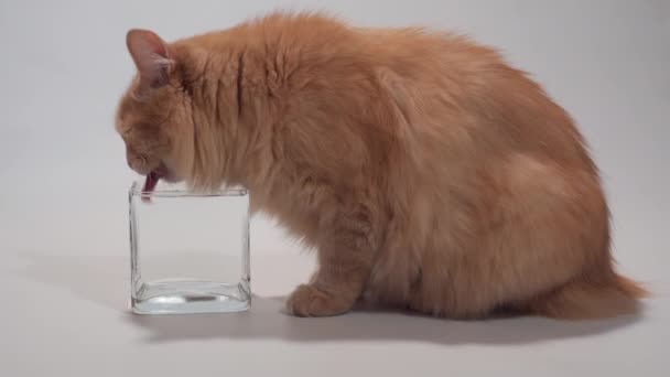 Рыжая кошка пьет воду из прозрачной миски в замедленной съемке — стоковое видео