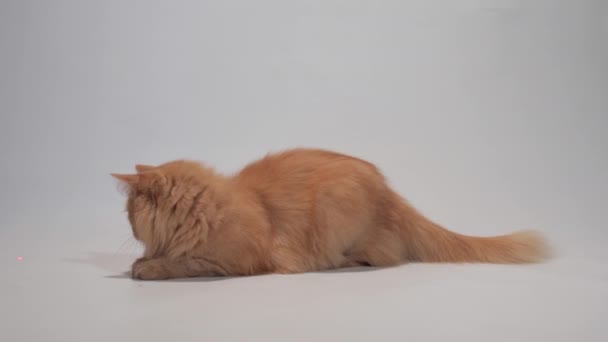 Eine Katze auf weißem Hintergrund spielt mit einem Laserpointer — Stockvideo