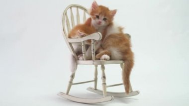 Sallanan sandalyede kendi aralarında kavga eden iki kedi yavrusu