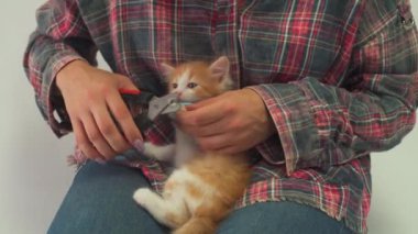 Bir kız, evcil hayvanlar için özel bir makasla kızıl bir kedinin tırnaklarını kesiyor.