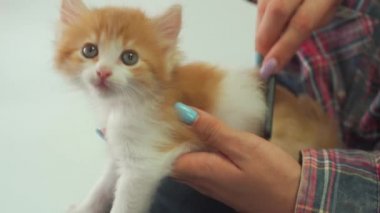 Zencefilli bir kedi yavrusu, elinde fırça olan bir kadın tarafından fırçalanır.