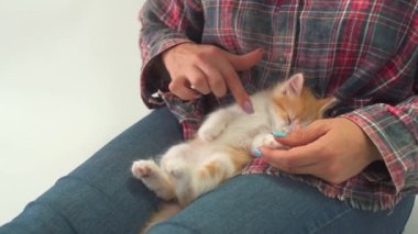 Küçük bir kedi yavrusu elle okşanırken bir kadının bacakları üzerinde uyur.