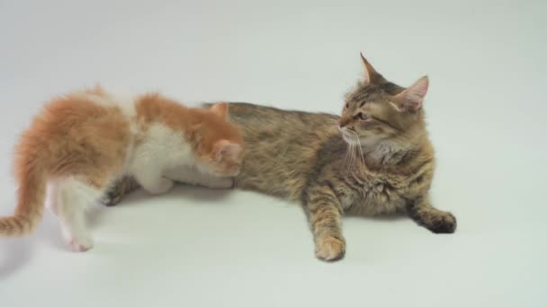 Pruhované kočka maminka, kojící mateřské mléko dítě zázvor kotě. — Stock video