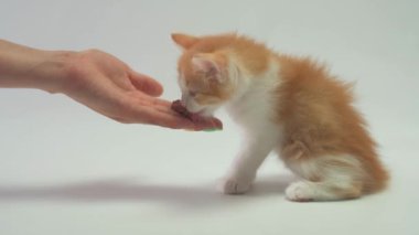 Bir kadın eli, kızıl bir kediyi elleriyle besler.