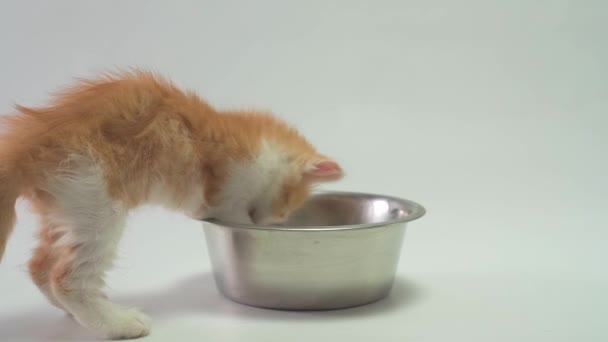 Kitten trying to eat from a very large bowl — Stock Video