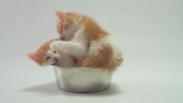 Dos gatitos de jengibre se sientan en un tazón de metal para perros y ambos juegan — Vídeo de stock