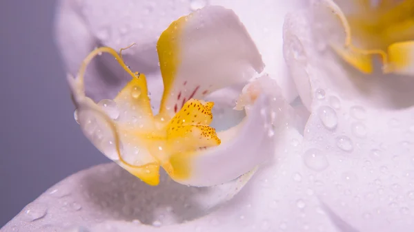 A tender white orchid. — Stock Photo, Image