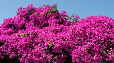 Santorini Adası. Yunanistan.