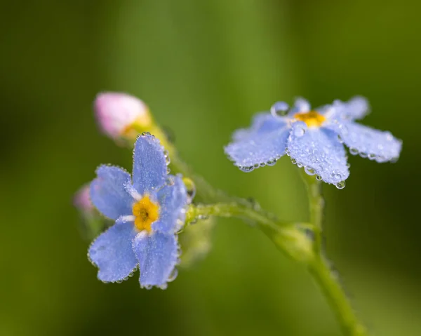 Summer Flowers Carpathian Mountains — Zdjęcie stockowe