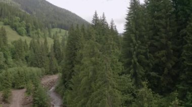 Karpat Dağları. Bir orman ve bir dağ nehri üzerinde insansız hava aracı.