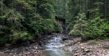Karpat Dağları. Dağ nehri manzarası.