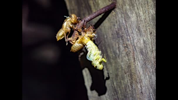 Tijd lapse cicade slough af — Stockvideo