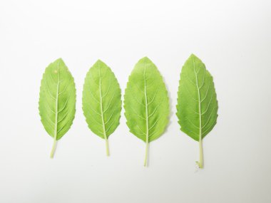 baharat tatlandırma yaprak gurami broşür yeşillik sıcak fesleğen bitki şifalı bitkiler gıda baharat içerikler