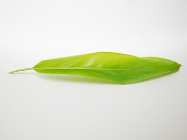 baharat tatlandırma yaprak gurami broşür yeşillik havlıcan ot şifalı bitkiler gıda baharat içerikler