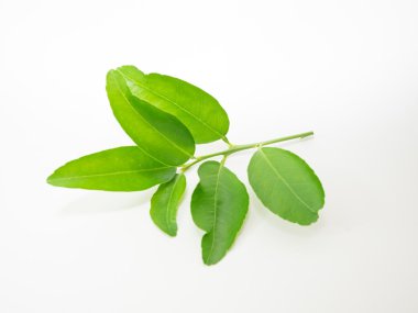 yaprak gurami broşür foliagel ot Medicinal madde Düzenliyici baharat limon kireç narenciye baharat gıda bitkileri