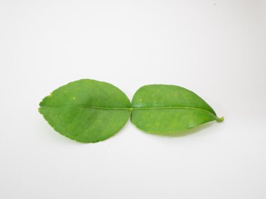 yaprak gurami broşür foliagel ot şifalı bitkiler gıda baharat içerikler baharat narenciye hystrix tatlandırma